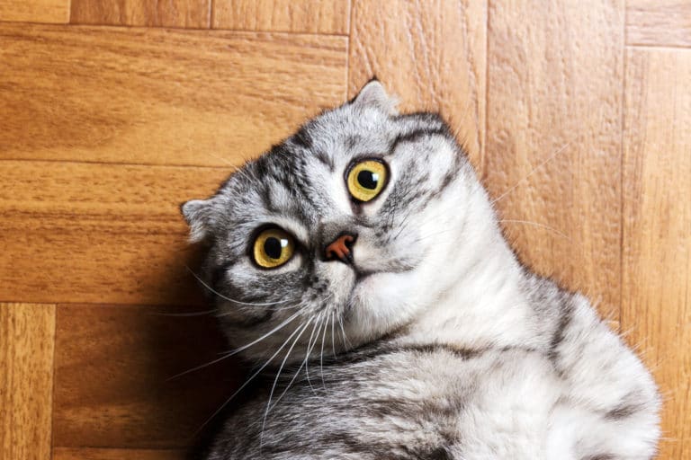 chat