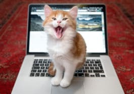 chat assis ordinateur
