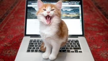 chat assis ordinateur