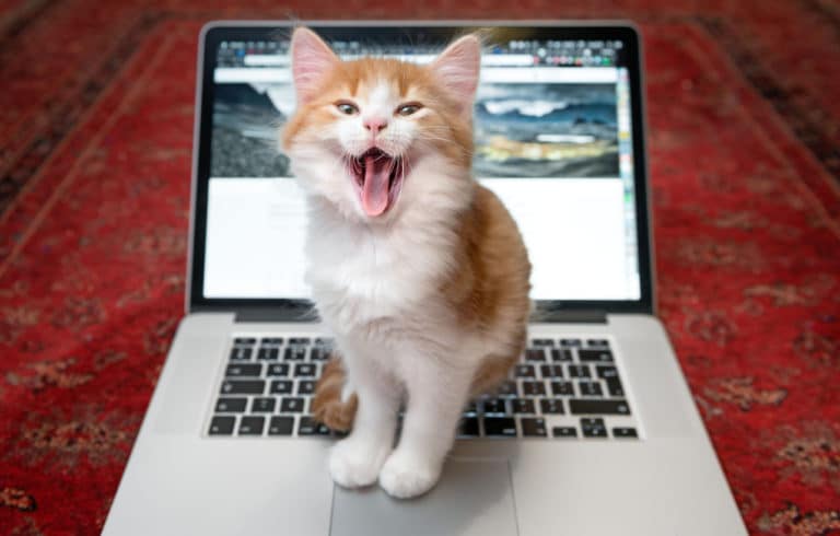 chat assis ordinateur