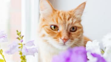 chat huiles essentielles