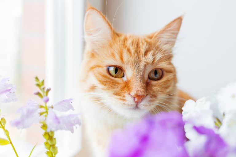 chat huiles essentielles