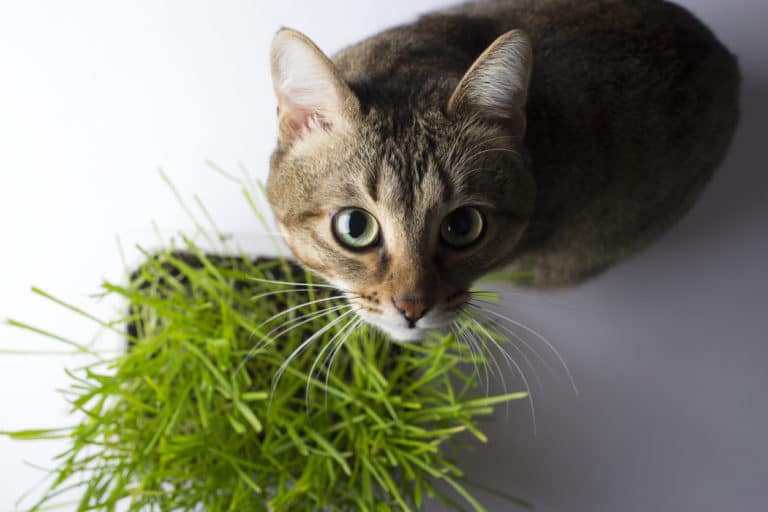 chat herbe