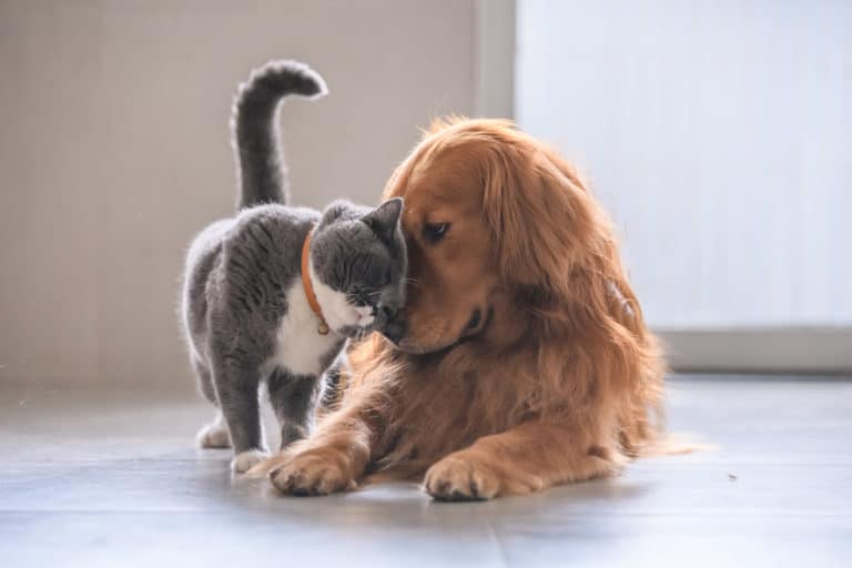cohabitation chien chat