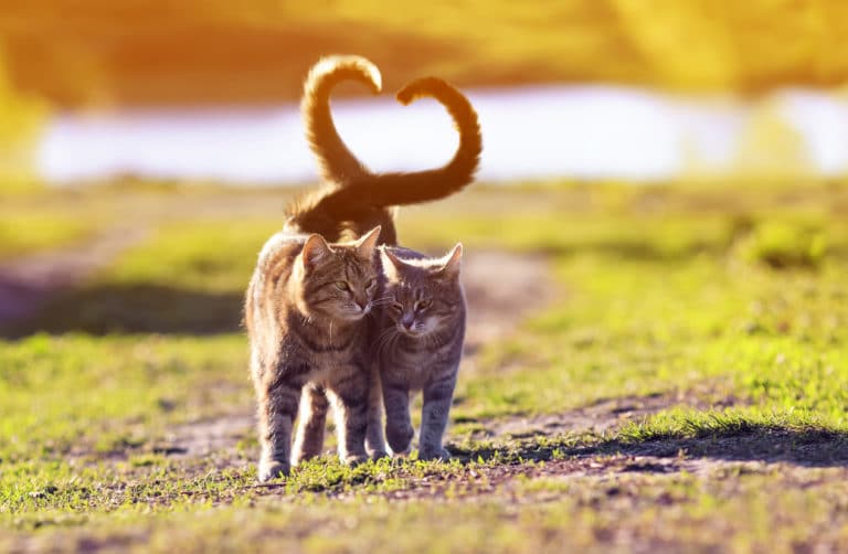 chats amoureux