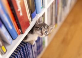 chaton librairie