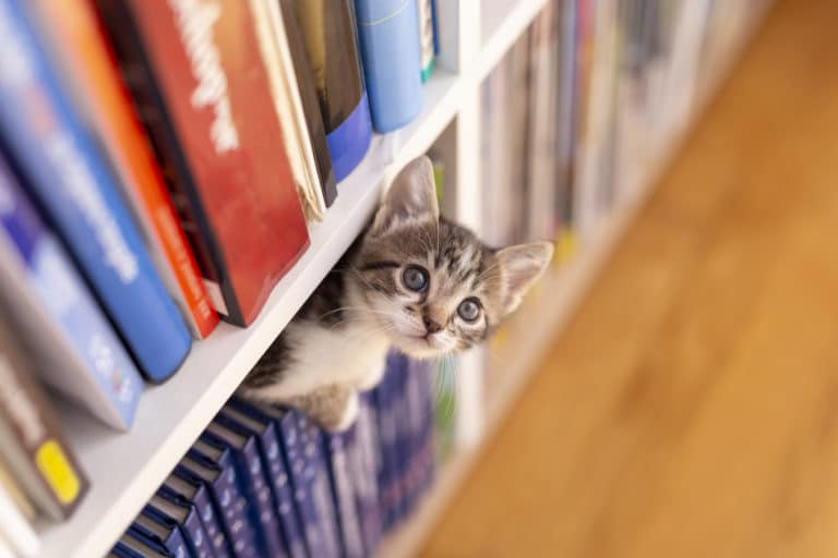 chaton librairie