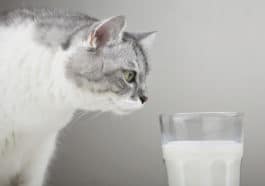 chat lait