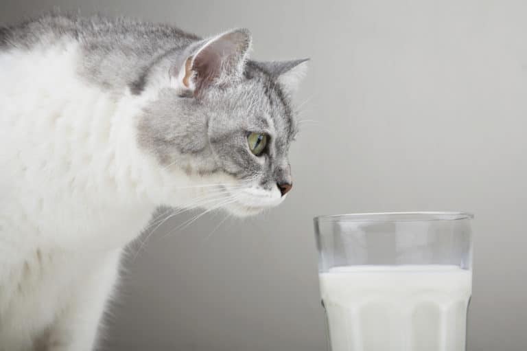 chat lait