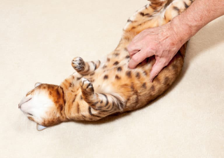 chat montre son ventre