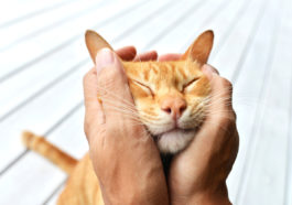 chat