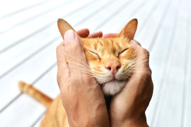 chat