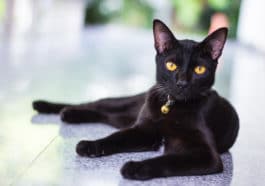 chat noir