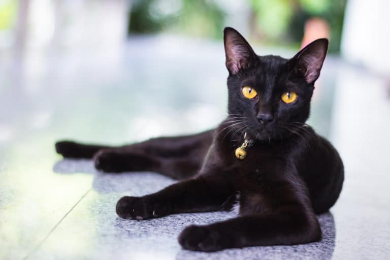 chat noir