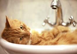 chat salle de bain