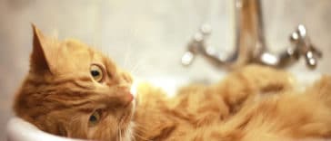 chat salle de bain