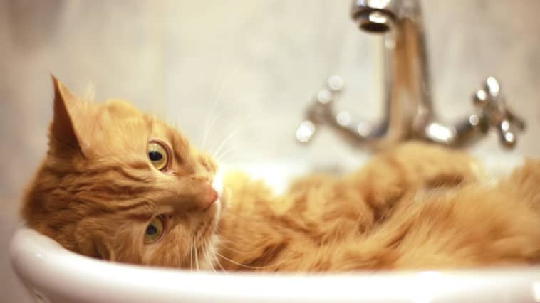 chat salle de bain