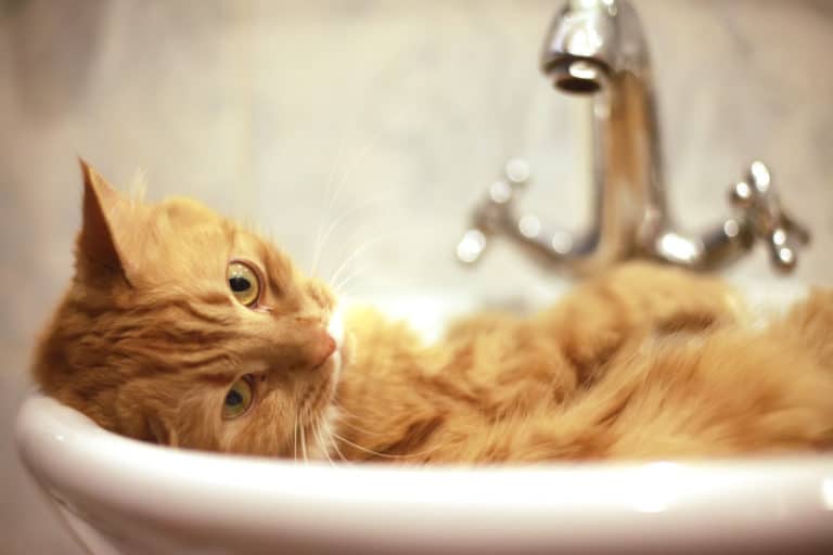 chat salle de bain