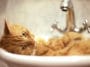 chat salle de bain