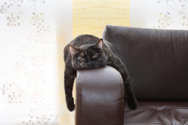 chat