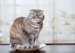 chat