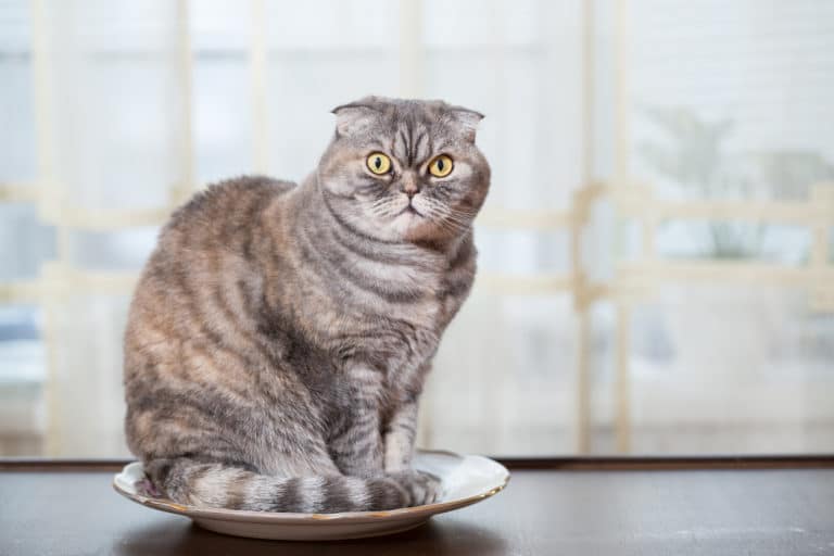 chat