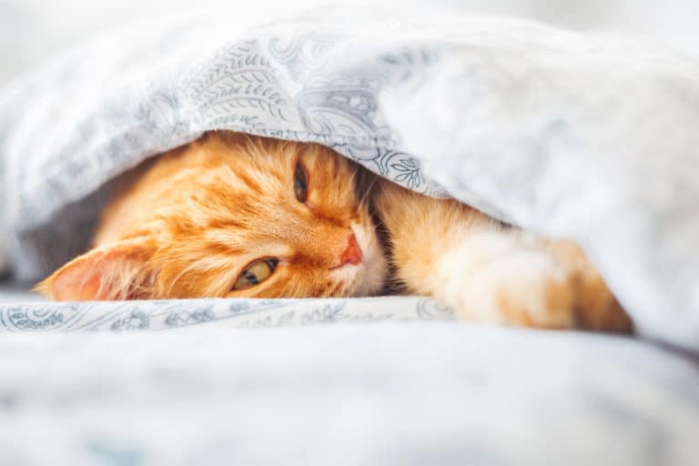 chat âgé