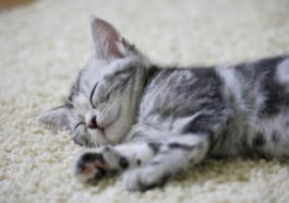 chat tapis