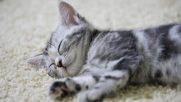 chat tapis