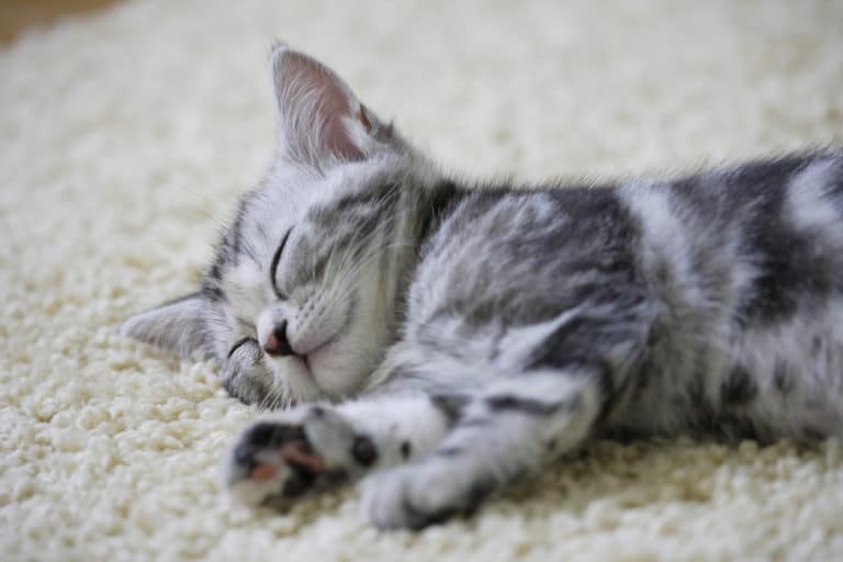 chat tapis