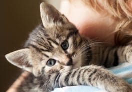 chaton