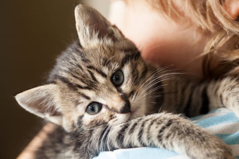 chaton