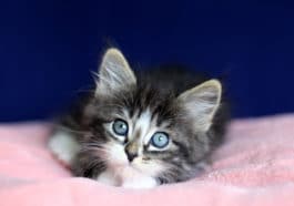 chaton