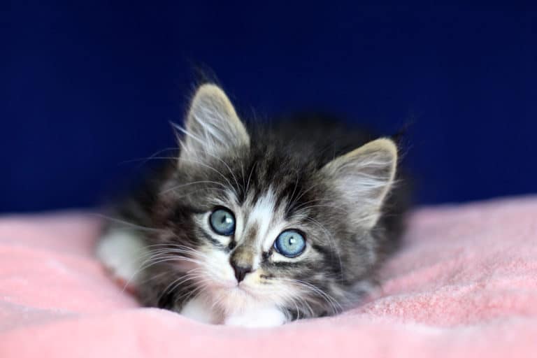 chaton