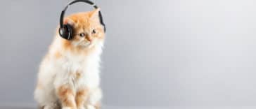chat musique