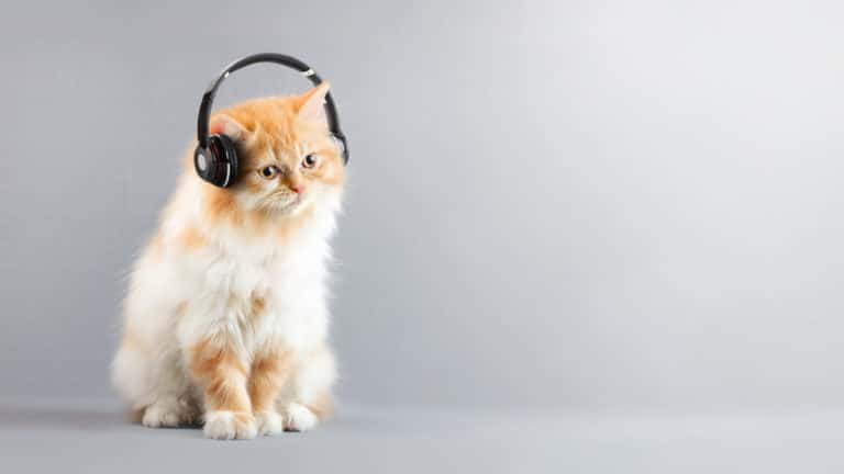 chat musique