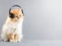 chat musique