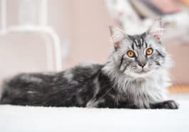 chat Maine Coon