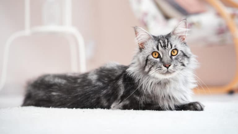 chat Maine Coon