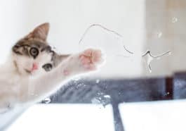 chat trempe sa patte