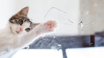 chat trempe sa patte