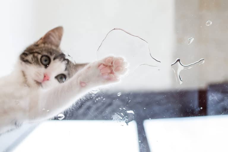 chat trempe sa patte