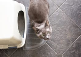 litière chat