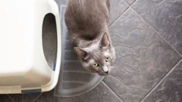 litière chat