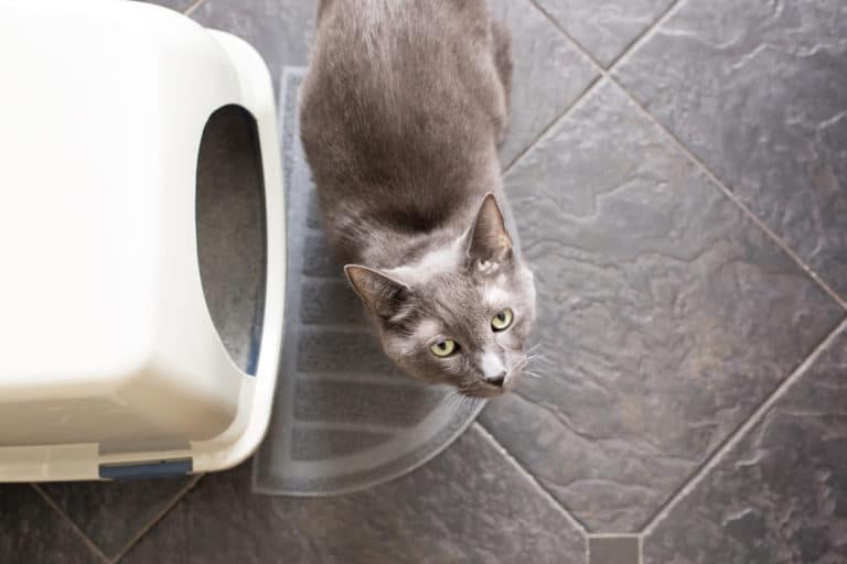 litière chat