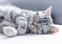 chat dort