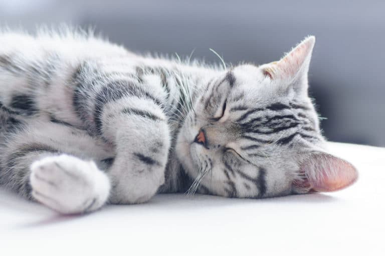 chat dort