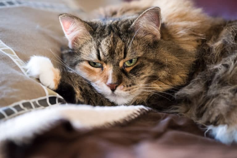chat de mauvaise humeur