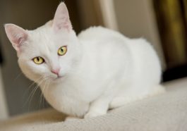 chat blanc