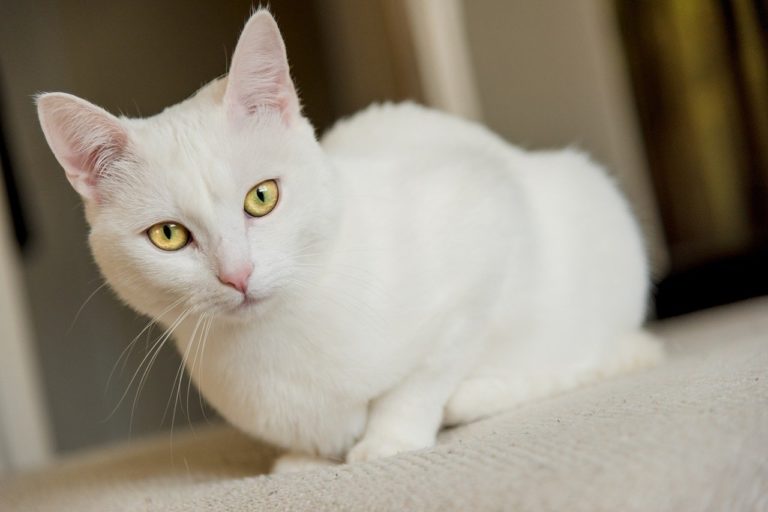 chat blanc